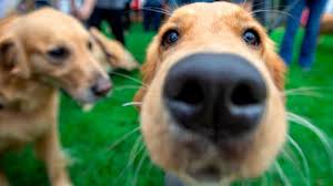What to do if your dog dies at home. Owning A Dog Tied To Lowering Your Risk Of Dying Early By 24 Says Science Cnn