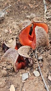 Image result for Hydnora