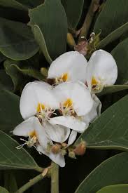 Image result for Baphia bequaertii