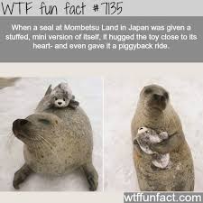 Wtf Facts Funny Interesting Weird Facts Funny Animal Pictures Cute Baby Animals Cute Funny Animals