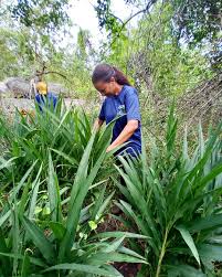 Image result for Siphonochilus aethiopicus