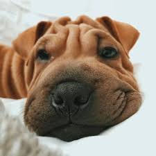 Search for instant quality results at helping.com. Bull Pei Breed Information Health Appearance Personality Cost