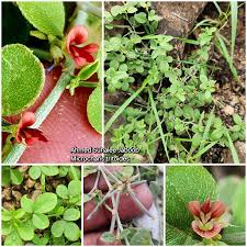 Image result for Microcharis