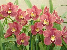 Cymbidium Orchid Growing How To Care For Cymbidium Orchids Cymbidium Orchids Care Cymbidium Orchids Orchid Care