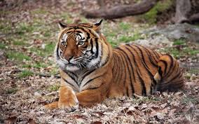Tom rinaldi narrates awesome redemption is the rebirth lsu football hype video. Decoding A Tiger S Chuffs Roars And Groans Sierra Club
