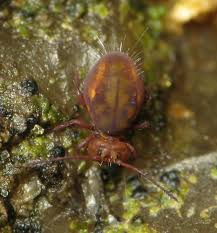 Stegobium Paniceum Invasion Dans Ma Cuisine Le Monde Des Insectes