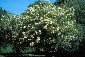 We carry a full line of flowering shrubs that is always changing to reflect the bloom times of the different varieties, so that you can see what they will look at their peak in your garden. Native Plants For Michigan Landscapes Part 2 Shrubs Msu Extension