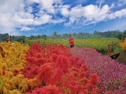 Taman bunga nusantara terlihat seperti taman bunga yang berada di eropa lho. Pesona Taman Bunga Kadung Hejo Di Pandeglang Backpacker Jakarta