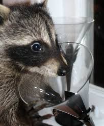 Happy New Year Cute Animals Raccoon Funny Animals