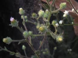 Image result for Pseudoconyza viscosa