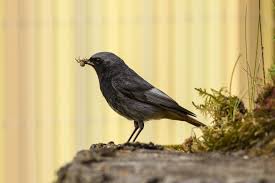 Amsel Schwarzdrossel Amsel Heimische Vogel Schwarz