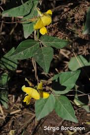 Image result for Rhynchosia luteola