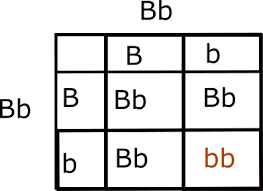 Punnett square worksheet complete the following monohybrid crosses: In A Monohybrid Cross Of A Brown Hamster From A Very Long Line Of Brown Only Hamsters And A Black Female Hamster From A Very Long Line Of Black Only Hamsters All