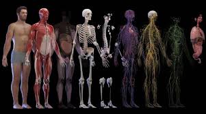 Accurate 3D References for Anatomy Studies