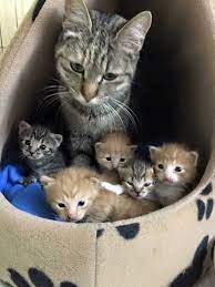 Being A Mother Is Amazing They Said It Is But I M Exhausted Cats Cute Cats Cute Animals