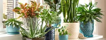 Indoor Plants The Home Depot