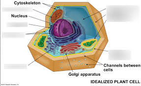 Biology quizlet ap review current events home biology apes science fair eoc review biology quizlet ap review current events cells and cell transport. Plant Cell Part 1 Diagram Quizlet