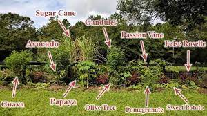'kent' was selected in coconut grove, florida in 1945. Our Food Forest Zone 9b Florida Sticking Up For Life In 2021 Food Forest Food Forest Garden Edible Landscaping
