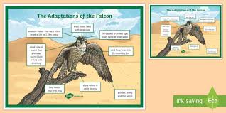 A distinctive coordination of anatomical, physiological and behavioral criteria is found to play a role in such efficient adaptation. Falcon Adaptation A4 Display Poster Teacher Made