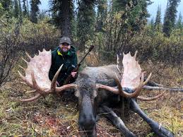 When is moose season in alaska. Exclusive Combo Hunt Alaska Moose Arctic Grizzly