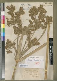 Image result for Cyperus dives