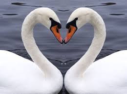 نتيجة بحث الصور عن ‪photos d'amour‬‏