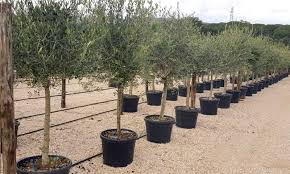 Check spelling or type a new query. Olea Europaea Common Olive Half Standard Garden Plants Online