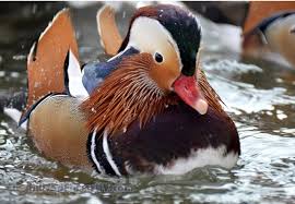 Contect 03333008333 what's app onlybeautiful duck collection for salemandrain duck patha 1 pair available#mandrain #duck #carolinaduck. A Lot Of 8 Regular Mandarin Duck Hatching Eggs Eggs Duck Eggs Wild More Wild Duck Eggs More Wild Duck Eggs Mandarin