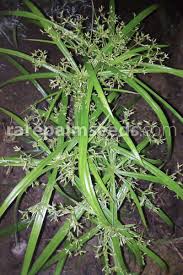 Image result for Cyperus deciduus