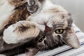 Algunos Comportamientos Extranos De Los Gatos Por Que Lo Hacen Mascotaking