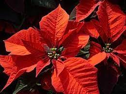 Poinsettias At Christmas On Whychristmas Com Mexican Christmas Traditions Mexican Christmas Christmas Traditions