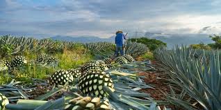 Image result for Agave