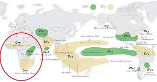 Image result for Thomandersia butayei