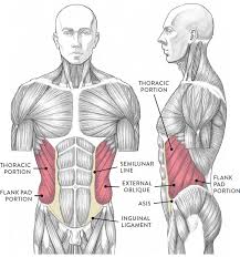 Now that we've studied the skeletal pelvis and ribcage, it's time to see how they come together with the musculature of the torso. Muscles Of The Neck And Torso Classic Human Anatomy In Motion The Artist S Guide To The Dynamics Of Figure Drawing