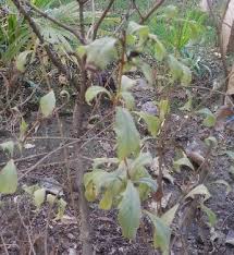 Image result for Rotheca luembensis