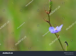 Image result for Aristea abyssinica