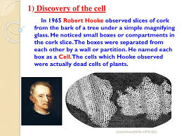 Parenchyma (structure, classification and function of parenchyma). Chapter 8 Cell Structure And Functions Ppt Download