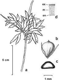 Image result for Bolboschoenus glaucus