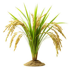 Image result for Oryza