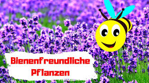 Sie blühen von juli bis in den september hinein und werden sehr gern von. Bienenfreundliche Pflanzen Fur Deinen Garten Balkon Top 5 Youtube