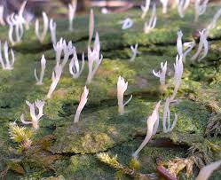 Image result for Multiclavula mucida