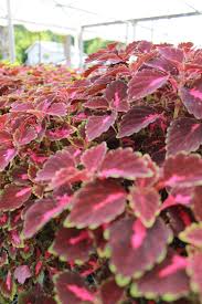 Image result for Coleus guerkei