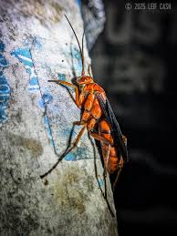 Image result for Plinthus karooicus