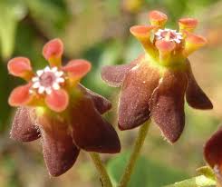 Image result for Pentarrhinum