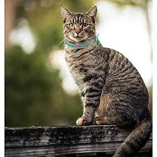 Shop our cat collars today! Custom Breakaway Cat Collar Personalized Cat Id Collar Embroidered Pet Name Phone Safety Collars With Bell Buy Online In Suriname At Suriname Desertcart Com Productid 60818619