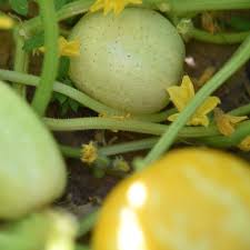 Image result for Cucumis sativus