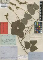Image result for Rhynchosia luteola