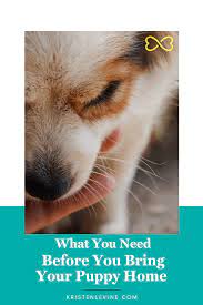How To Help Your New Puppy Adjust To His New Home Puppies New Puppy New Puppy Checklist