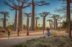 New rule was announced on april 20 alongside the gradual lifting of lockdown measures in three main cities. 17 Amazing Facts About Madagascar The Island It Took Humans 300 000 Years To Discover