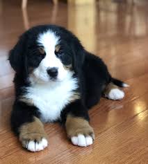 She is a good snuggler and will do. Bernese Mountain Dog Puppies For Sale In Ohio Petfinder